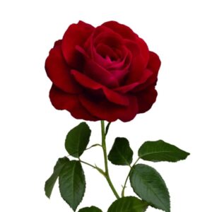 Rosas Freedom de Exportación para los Estados Unidos