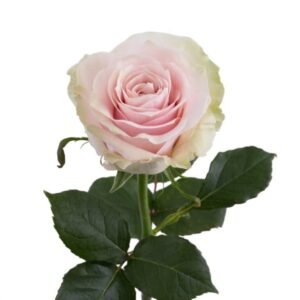 Pink Mondial