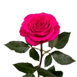 Rosas queenberry de exportación para Estados Unidos