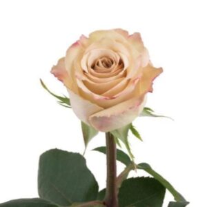 Rosas Quicksand de exportación para los Estados Unidos