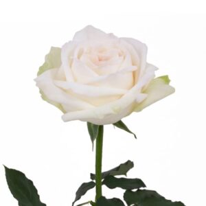 Rosas White O´hara Colombianas