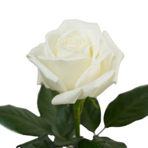 Rosas Playa Blanca de exportación para los Estados Unidos