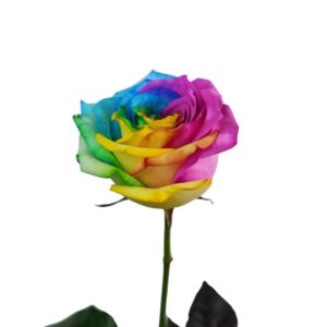Rosas de exportacion Rainbow